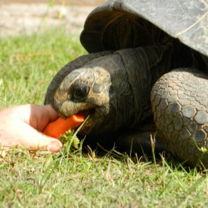 ALDABRA BREEDER