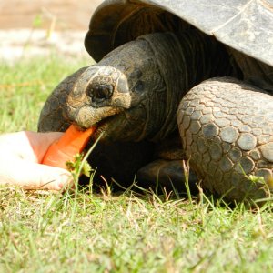 ALDABRA BREEDER