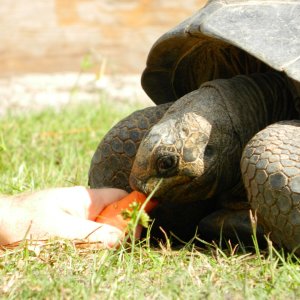 ALDABRA BREEDER