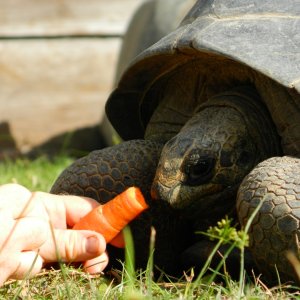 ALDABRA BREEDER