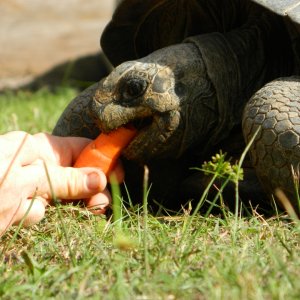 ALDABRA BREEDER