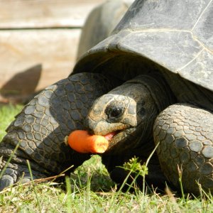 ALDABRA BREEDER