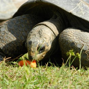 ALDABRA BREEDER