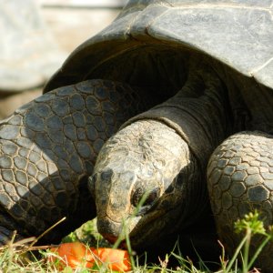 ALDABRA BREEDER