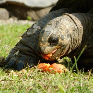 ALDABRA BREEDER