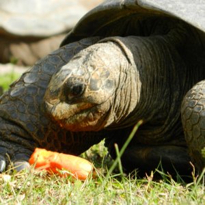 ALDABRA BREEDER