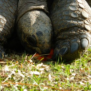 ALDABRA BREEDER