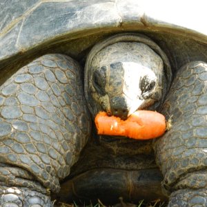 ALDABRA BREEDER