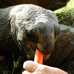 ALDABRA BREEDER