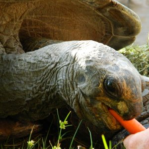ALDABRA BREEDER