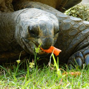 ALDABRA BREEDER