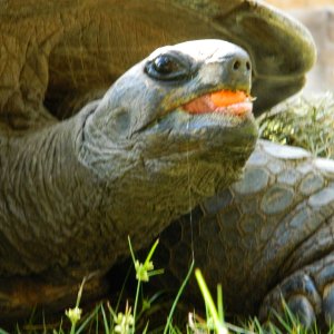 ALDABRA BREEDER