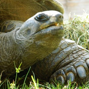 ALDABRA BREEDER