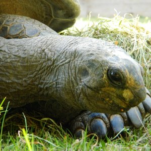 ALDABRA BREEDER