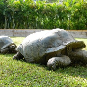 ALDABRA BREEDER