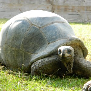 ALDABRA BREEDER