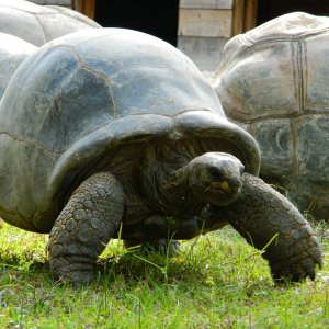 ALDABRA BREEDER