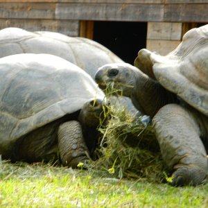 ALDABRA BREEDER