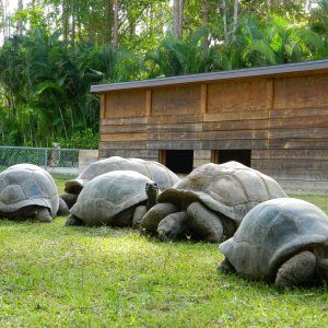 ALDABRA BREEDER