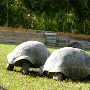 ALDABRA BREEDER