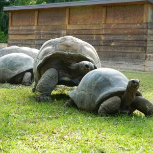ALDABRA BREEDER