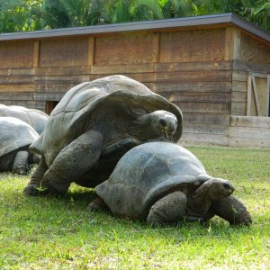 ALDABRA BREEDER