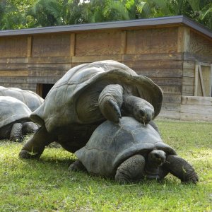 ALDABRA BREEDER