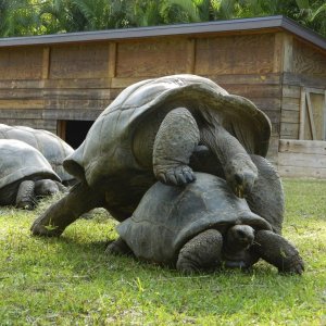 ALDABRA BREEDER