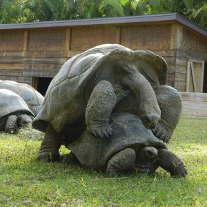 ALDABRA BREEDER