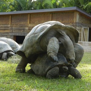 ALDABRA BREEDER
