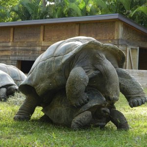 ALDABRA BREEDER