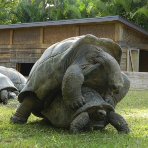 ALDABRA BREEDER