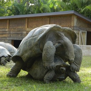 ALDABRA BREEDER
