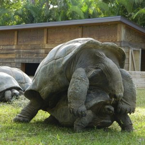 ALDABRA BREEDER
