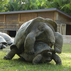 ALDABRA BREEDER