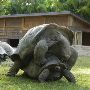 ALDABRA BREEDER
