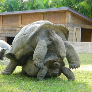 ALDABRA BREEDER