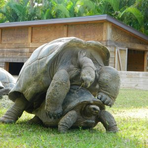 ALDABRA BREEDER