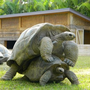 ALDABRA BREEDER