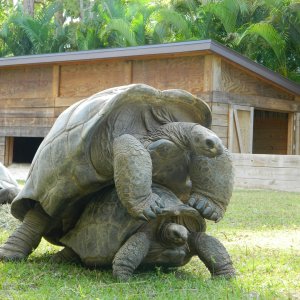 ALDABRA BREEDER