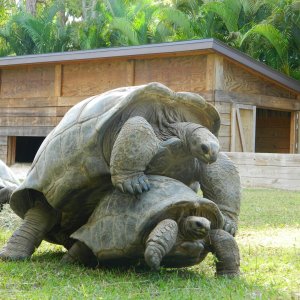 ALDABRA BREEDER