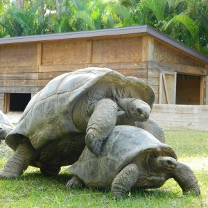 ALDABRA BREEDER