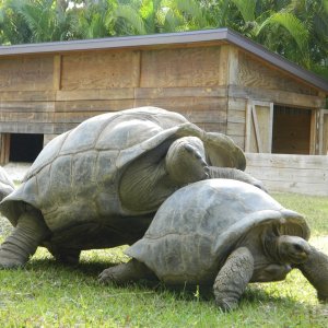 ALDABRA BREEDER