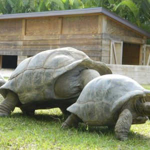 ALDABRA BREEDER
