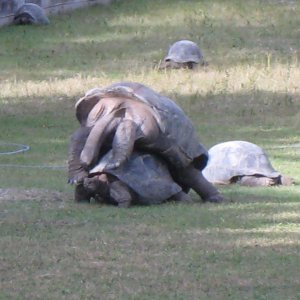 ALDABRA BREEDER