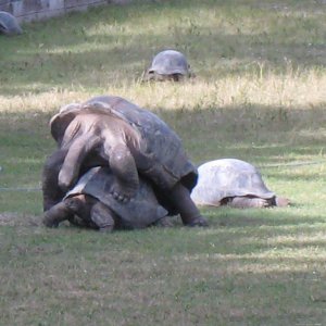 ALDABRA BREEDER