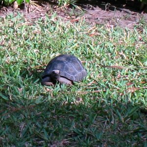 ALDABRA BREEDER