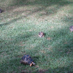 ALDABRA BREEDER