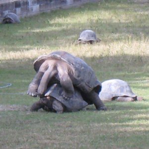 ALDABRA BREEDER