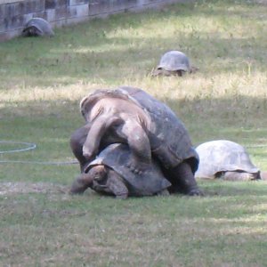 ALDABRA BREEDER